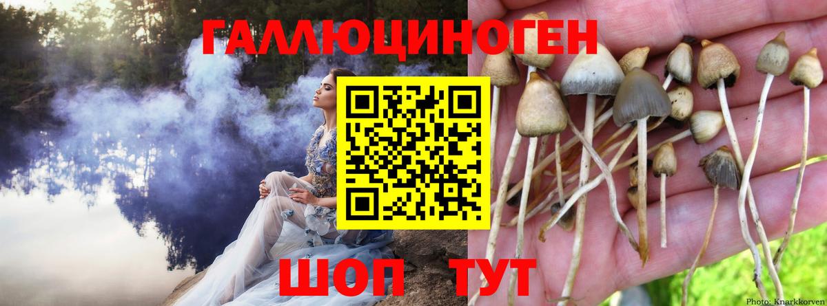 Псилоцибиновые грибы Cubensis Раменское